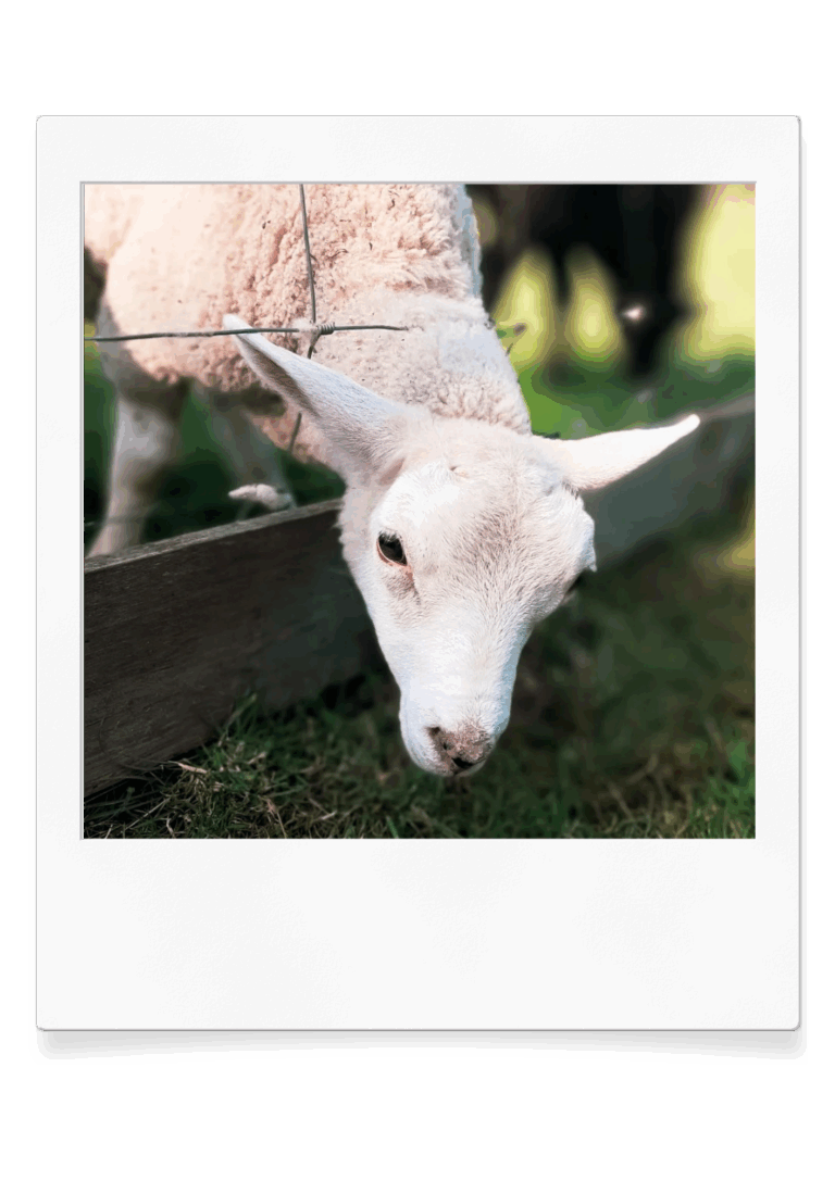 Lief lammetje op boeren charmecamping in Friesland
