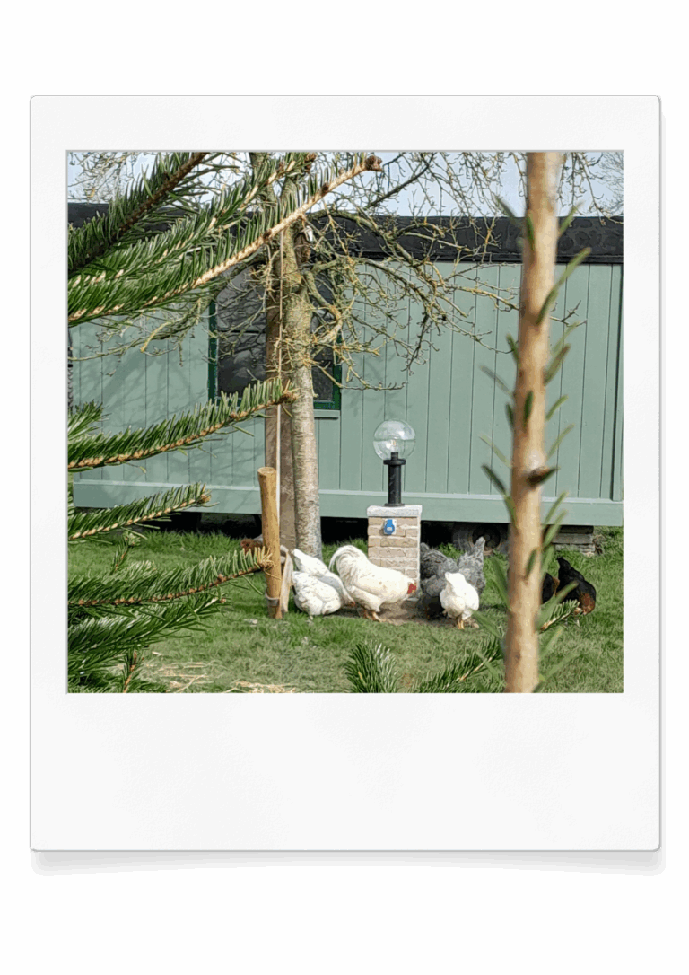 Kippen bij de pipowagen op boerencamping Pieters farm